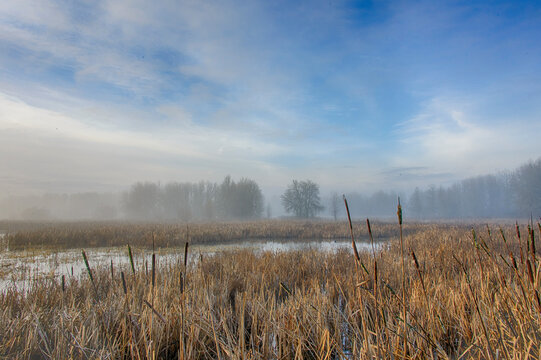 Scenic view of morning fog over wetland in Ridgefield National Wildlife Refuge