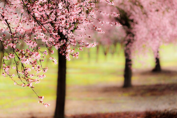 Plum tree blossoms and vineyard in Sonoma County