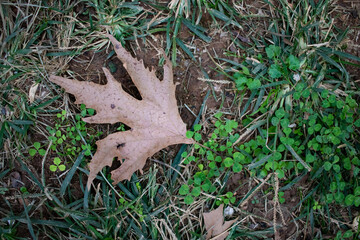 Autumn mood with fallen leaves