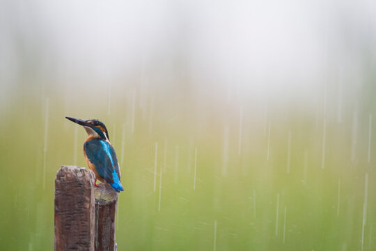Close up of common kingfisher perching on wooden post