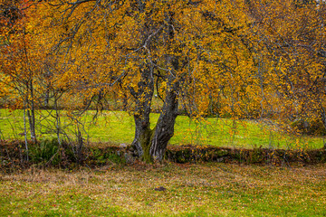 Wetterbuche_Herbst_4682