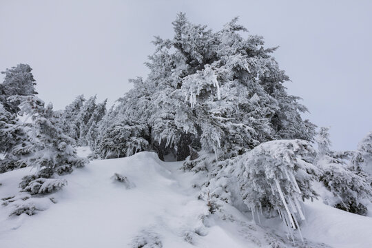 Frost covered conifers on Mount Herman in Mount Baker Wilderness
