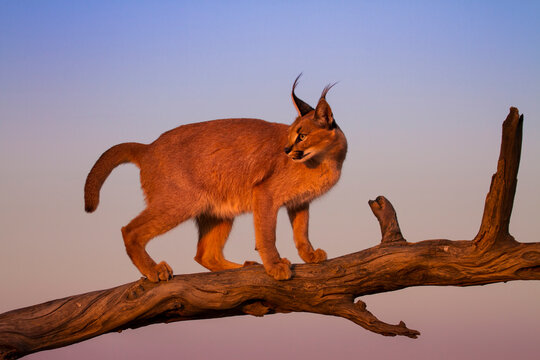 Caracal walking on bare tree against sky during sunset