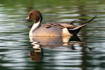 Northern Pintail Anas acuta Costa Ballena Cadiz Spain