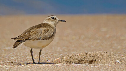 Dotterel