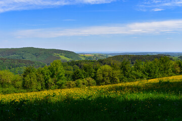 Wonderful spring landscape with a blooming dandelion meadow in the Eifel