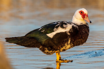Muscovy Duck Domestic type Cairina moschata Costa Ballena Cadiz