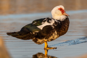 Muscovy Duck Domestic type Cairina moschata Costa Ballena Cadiz