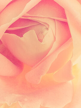 Close up of rose in garden
