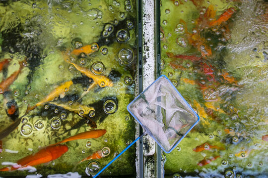 Overhead view of goldfish and fishing net at market place