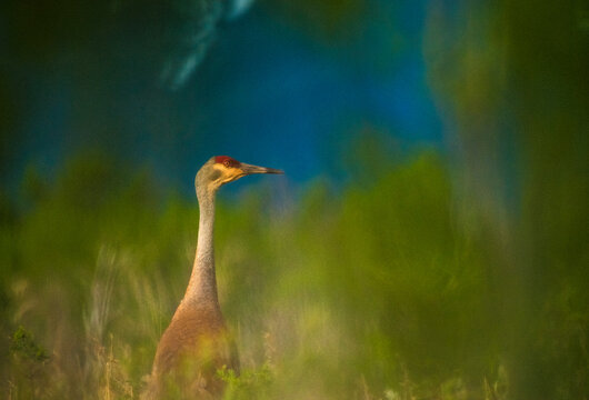 Portrait of sandhill crane perching in wetland