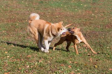 Naklejka na ściany i meble Cute american pit bull terrier puppy and akita inu puppy are playing in the autumn park. Pet animals.
