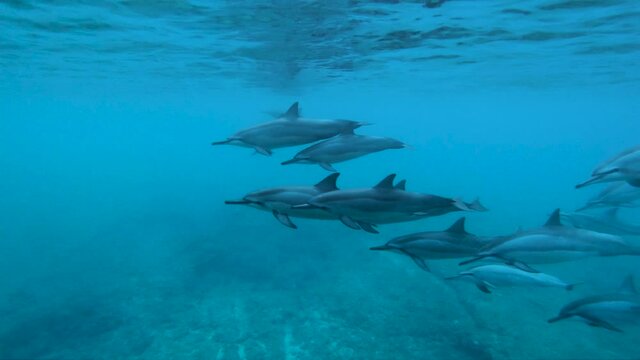 Pod Of Dolphins Swimming In The Blue Ocean In Hawaii. - underwater