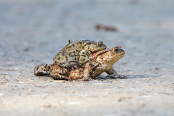 Pair of Common Toad (Bufo bufo) during mating season, axillary amplexus