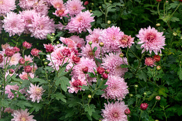Bushes with flowers of soft pink chrysanthemums in the garden in autumn.