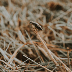 dragonfly on the grass