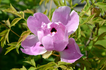 Pink flower peony shrub (tree-shaped) (Paeonia suffruticosa)