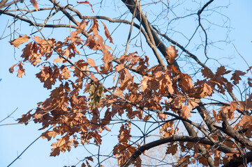 The last leaves on a tree before the onset of winter against a blue sky
