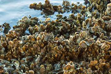 Closeup of oyster clusters at low tide © Cavan