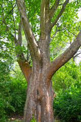 Fototapeta na wymiar Maple Platan (Platanus × hispanica Mill. ex Münchh.). Trunk and branches