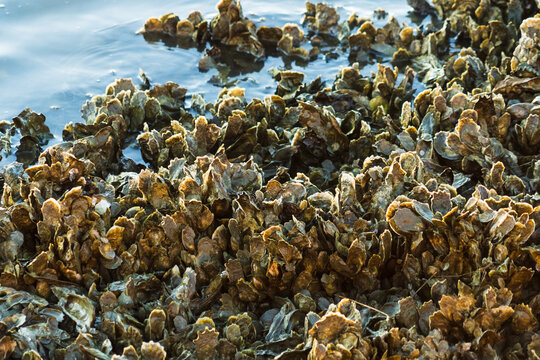 Closeup of oyster clusters at low tide