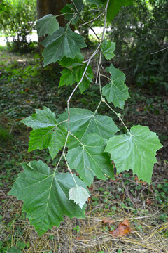 Branch with leaves of maple platan (Platanus &times; hispanica Mill. ex M&uuml;nchh.)