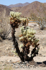 Joshua Tree Nationalpark (Kalifornien/USA)