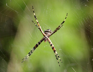 Spinne im Netz (Karibik)