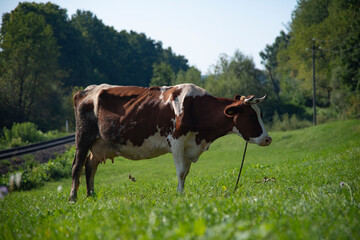 cow in the meadow