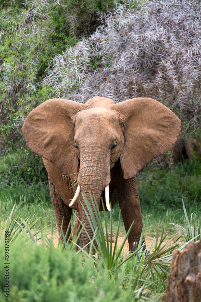 Wall mural Elephants walk in the savannah between the plants