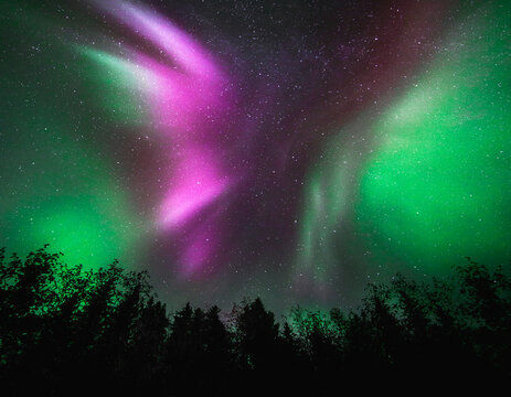 Northern lights dancing above the trees in Jasper National Park, Alberta, Canada. Aurora Borealis. 