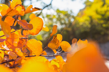 Abstract background of yellow leaves in sunlight. Autumn landscape with blurred background and bokeh. Branches with yellow and orange leaves of a beech tree close-up. The concept of a warm autumn day.
