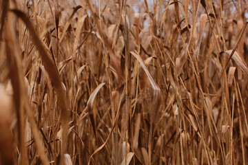 Dry grass in the wind