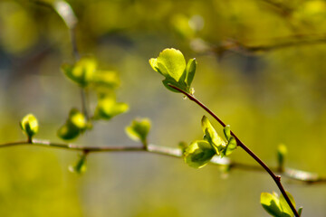 Spirea buds begin to grow into leaves in the warm spring sunlight.