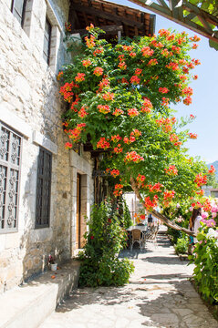 Monastery in Montenegro. Garden