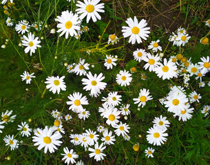 Background of flowering camomiles close-up with white petals.