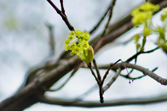 After a long winter a Maple tree's buds begins to flower as the leaves grow back.