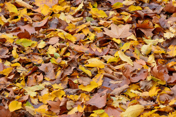 Tapis de feuilles mortes