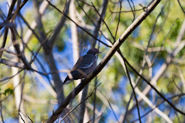 Asa Branca dove photographed on a tree, Brasilia, Brazil.