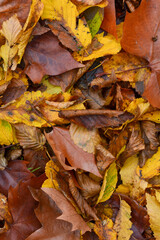 Tapis de feuilles mortes