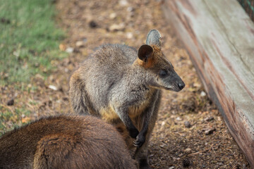 Naklejka na ściany i meble kangaroo in the zoo
