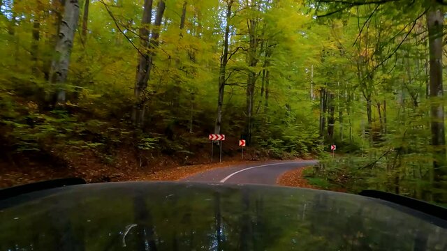 Car camera on autumn forest road, beautiful colors on forest road during autumn
