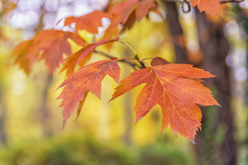 Beautiful, sunny autumn in the park
