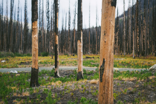 Burned Trees With Bark Falling Off