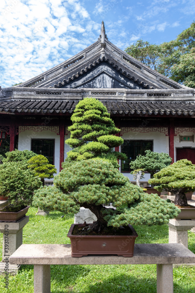 Poster Bonsaï d'un jardin à Suzhou, Chine