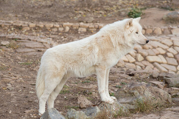 Wild alaskan tundra wolf is standing on the gray rocks. Canis lupus arctos. Polar wolf or white wolf. © tikhomirovsergey