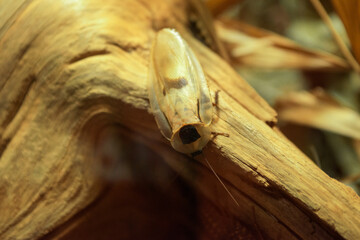 moth on wood