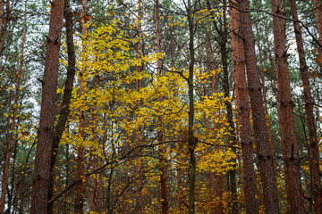 autumn yellow-colored tree among pine trees in nature