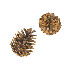 Set of brown pine cones on white background. Hand drawn watercolor illustration. - 393174768