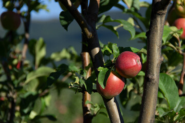 Shiny delicious apples hanging from a tree branch in an apple orchard